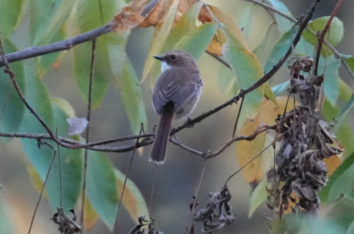 Gray Bushchat - Sudip Simha