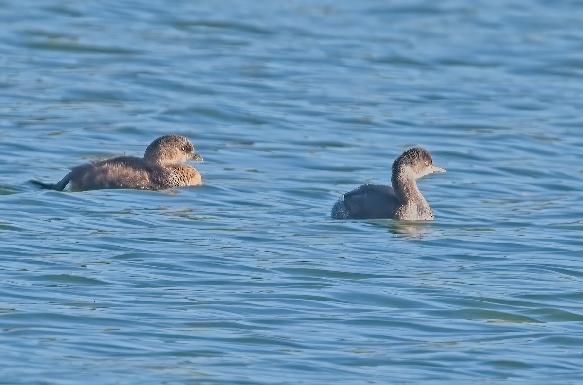 Eared Grebe - Harry and Carol Gornto