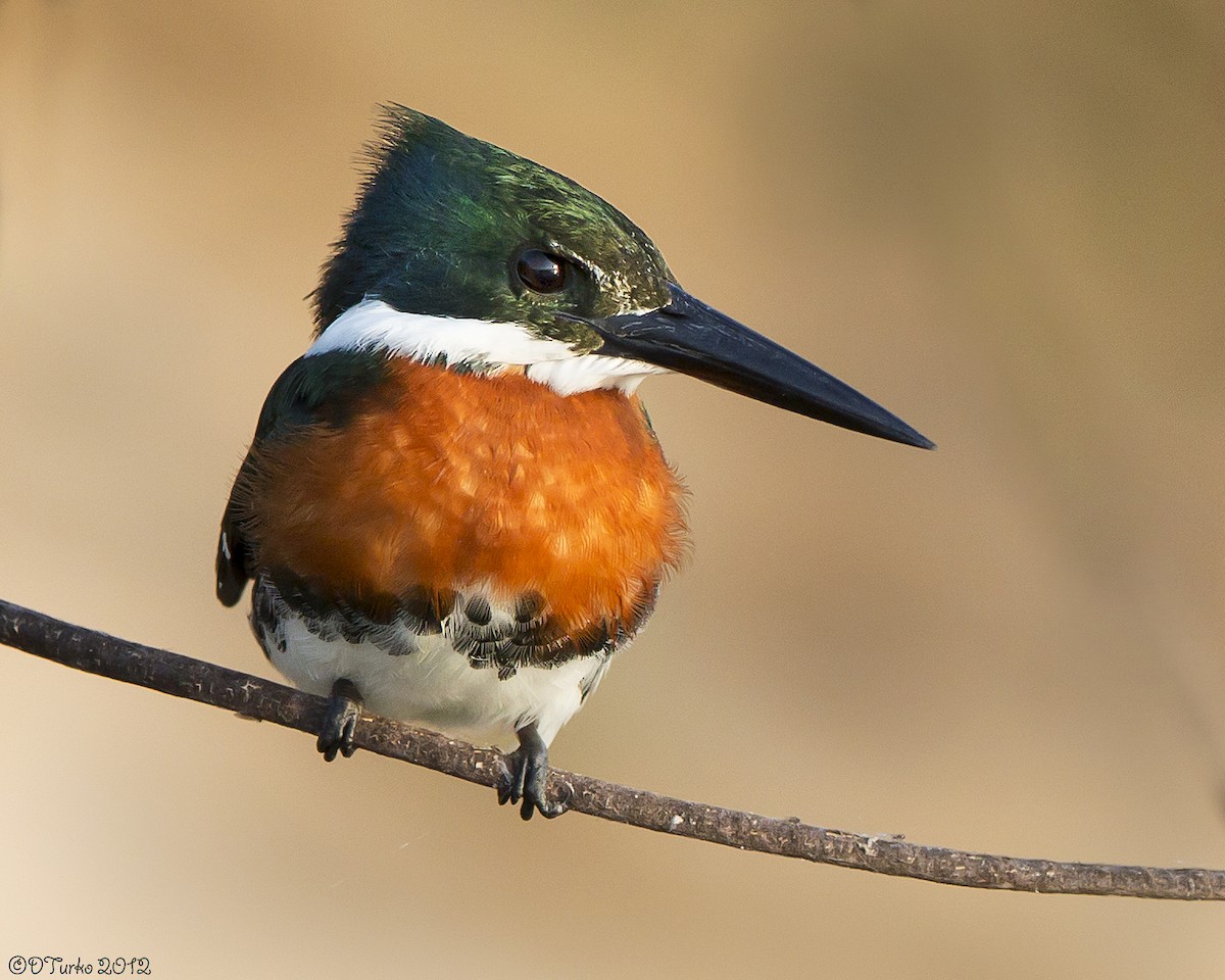 Green Kingfisher - David Turko