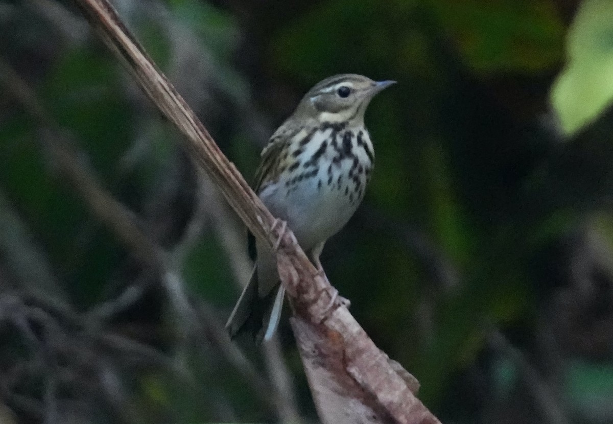 Olive-backed Pipit - Sudip Simha