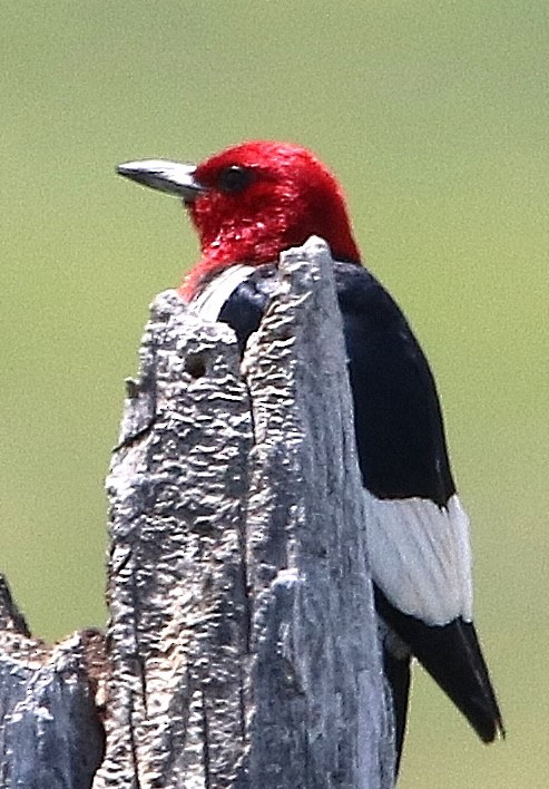 Red-headed Woodpecker - ML611658166