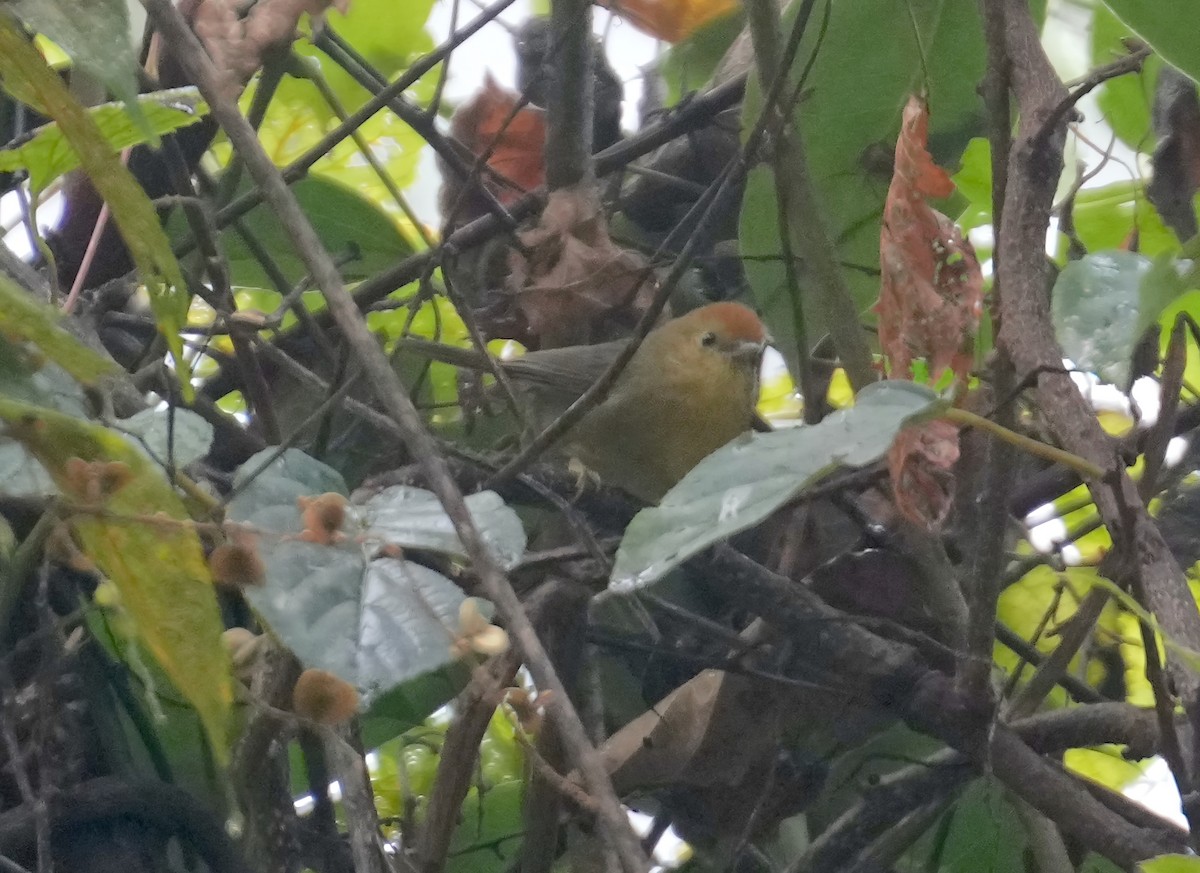 Rufous-capped Babbler - ML611658179