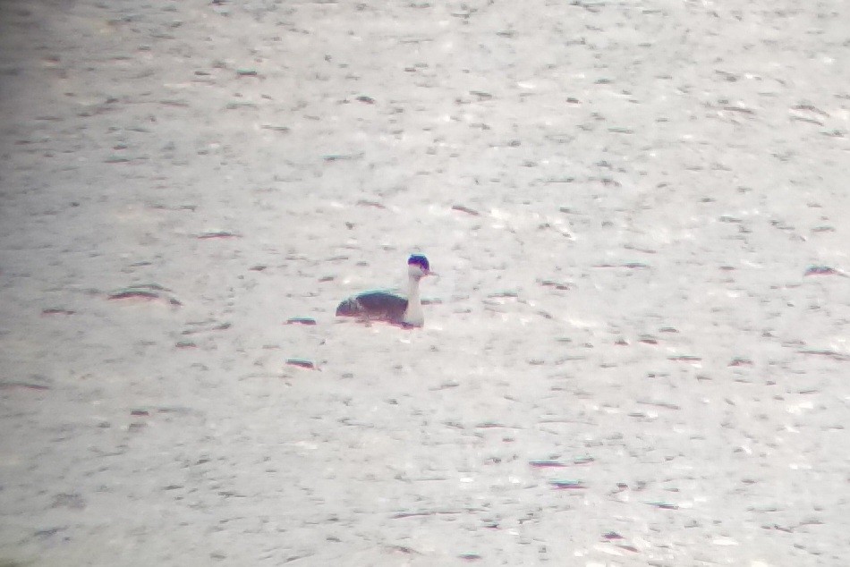 Clark's Grebe - Quetzal Pineda