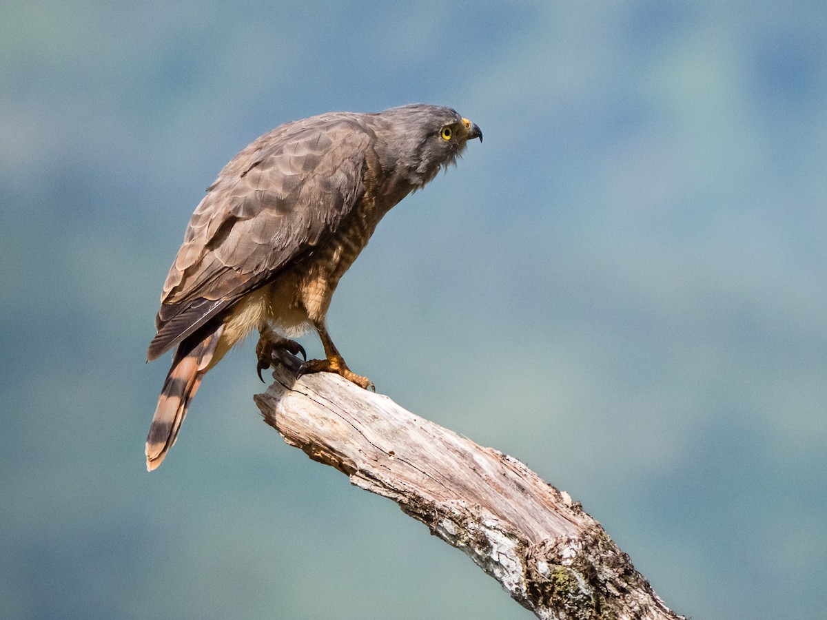 Roadside Hawk - ML611658307