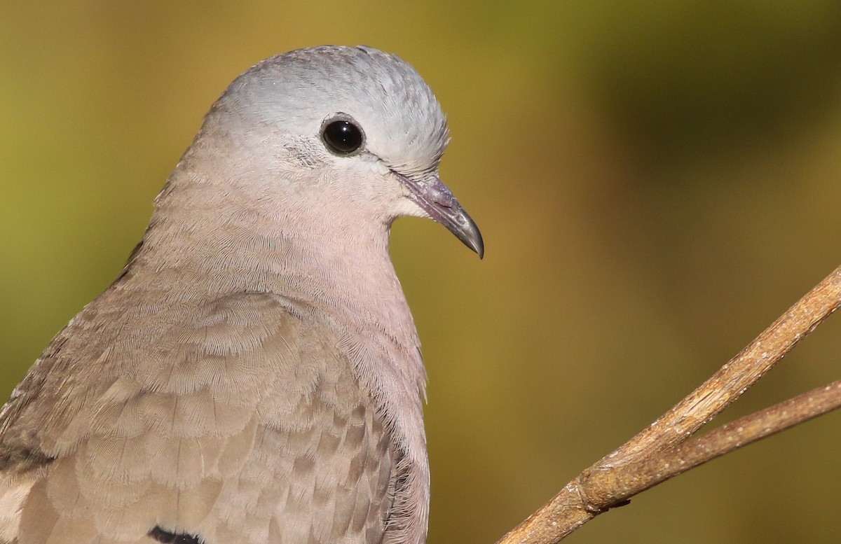 Emerald-spotted Wood-Dove - ML611658323