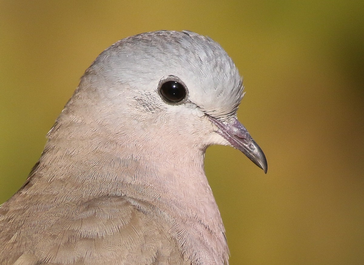 Emerald-spotted Wood-Dove - ML611658324
