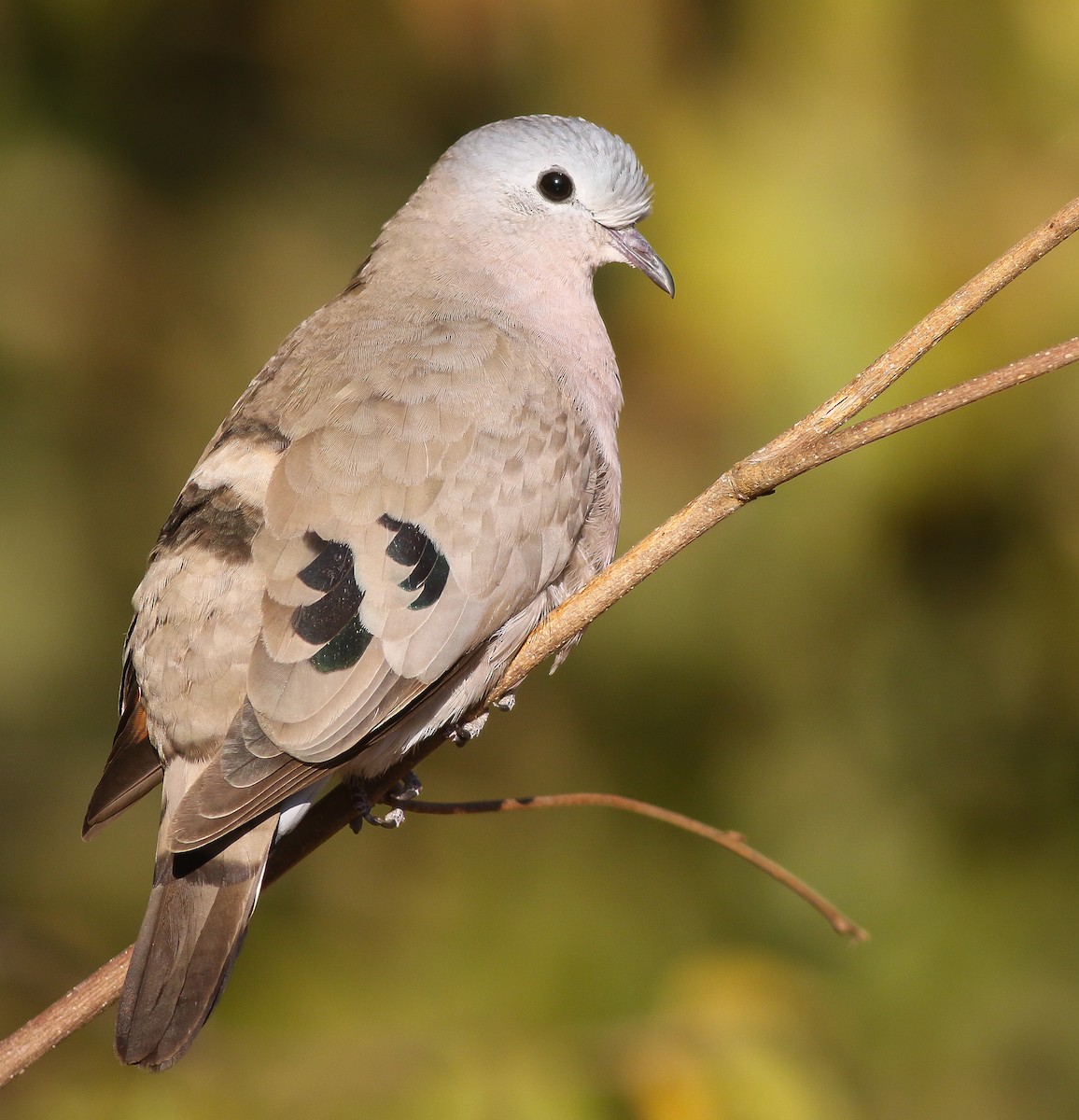 Emerald-spotted Wood-Dove - ML611658325