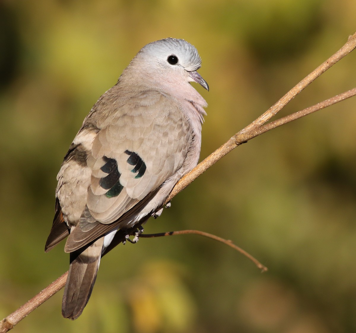 Emerald-spotted Wood-Dove - ML611658326