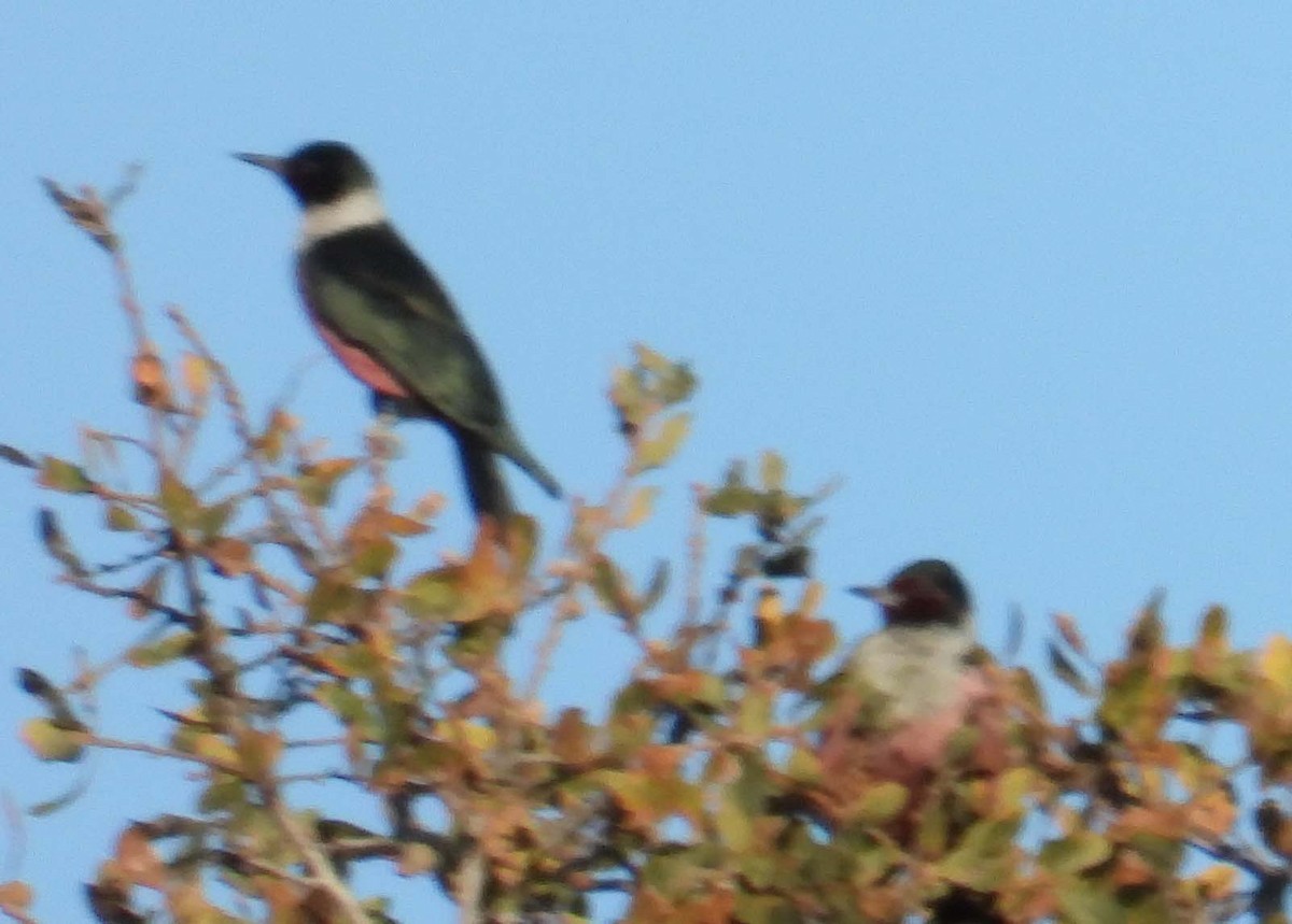 Lewis's Woodpecker - ML611658410