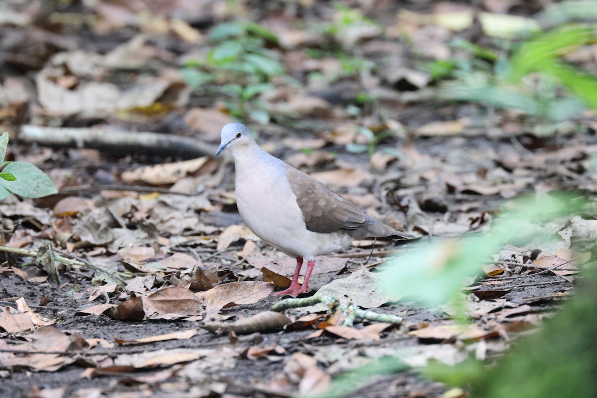 ハイガシラシャコバト（plumbeiceps／notia） - ML611658483