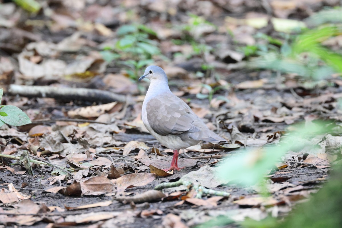Сероголовая голубка (plumbeiceps/notia) - ML611658484