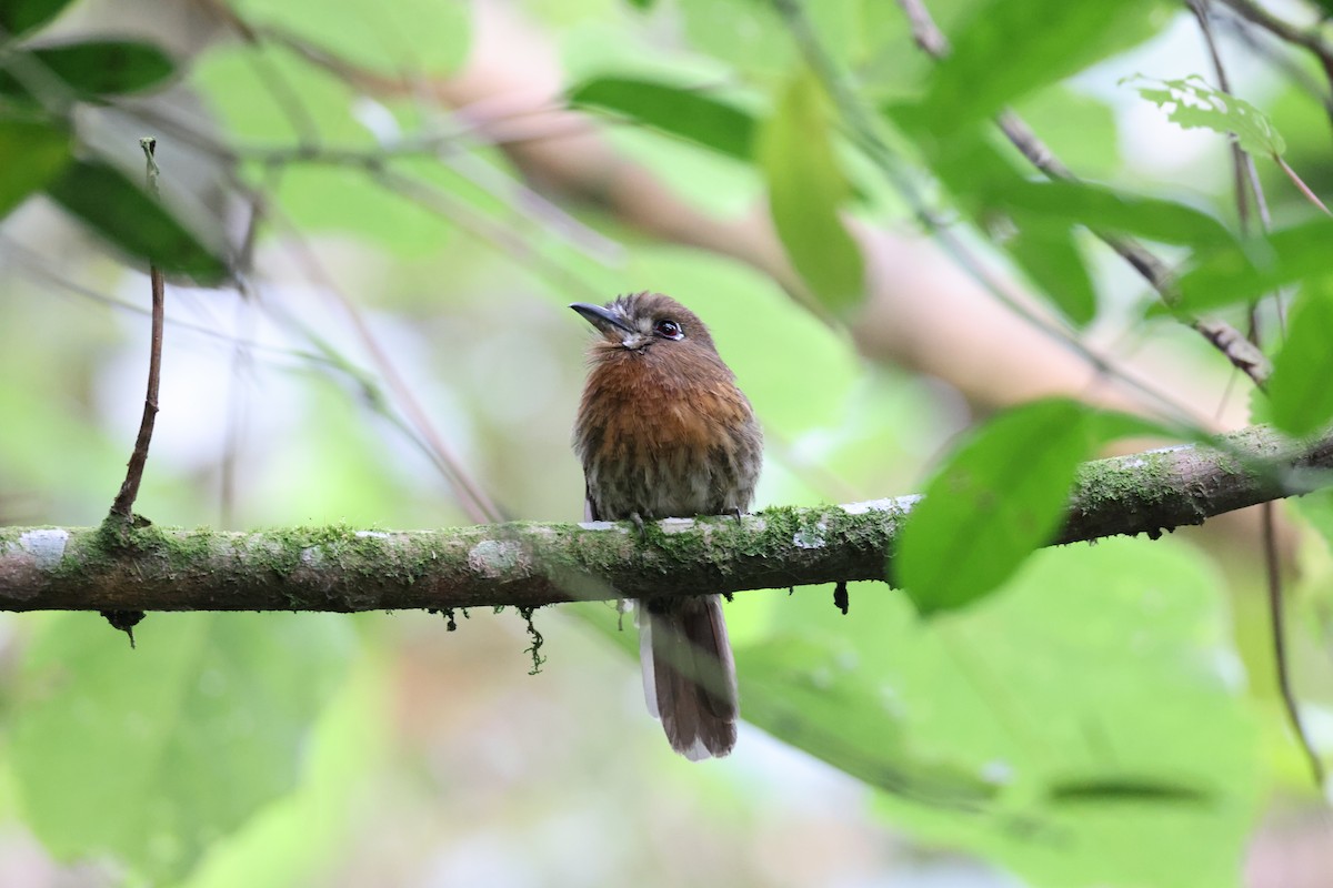 Moustached Puffbird - Andrew Farnsworth