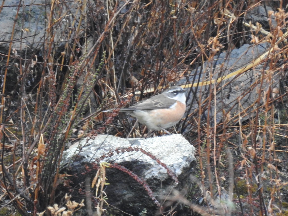 Bolivian Warbling Finch - ML611658620