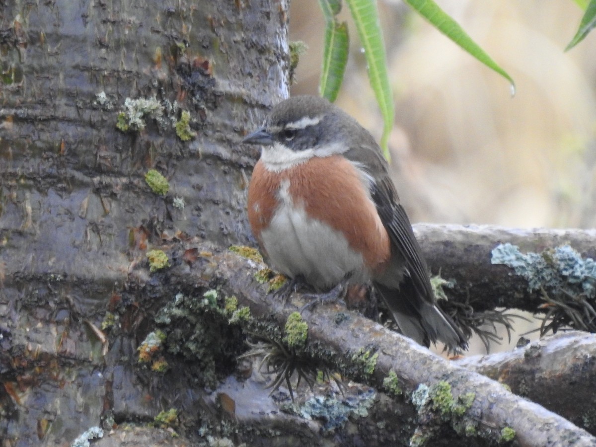 Bolivian Warbling Finch - ML611658621