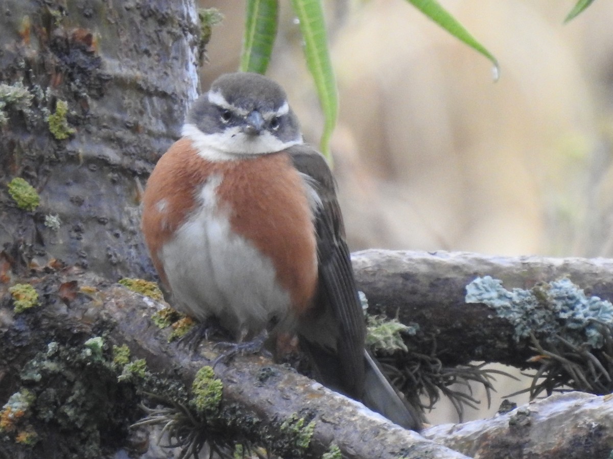 Bolivian Warbling Finch - ML611658623