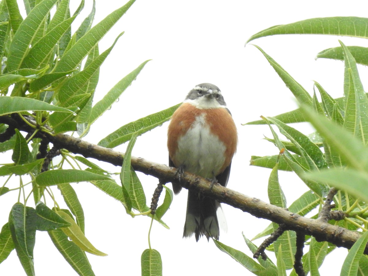 Bolivian Warbling Finch - ML611658624