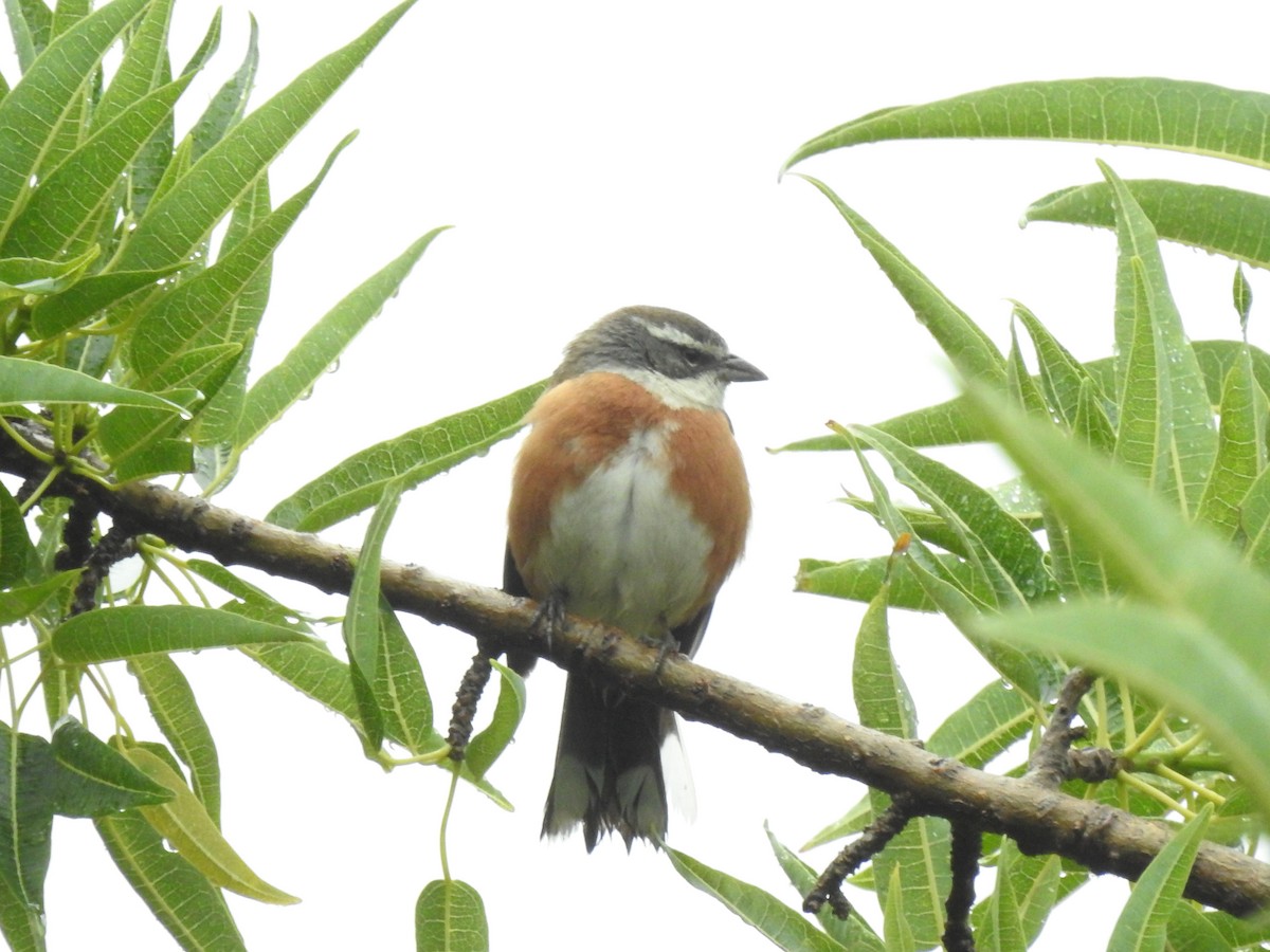 Bolivian Warbling Finch - ML611658625