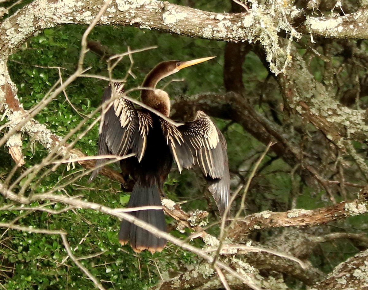 Anhinga - ML611658678