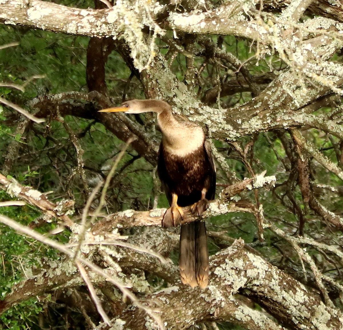 Anhinga - ML611658679