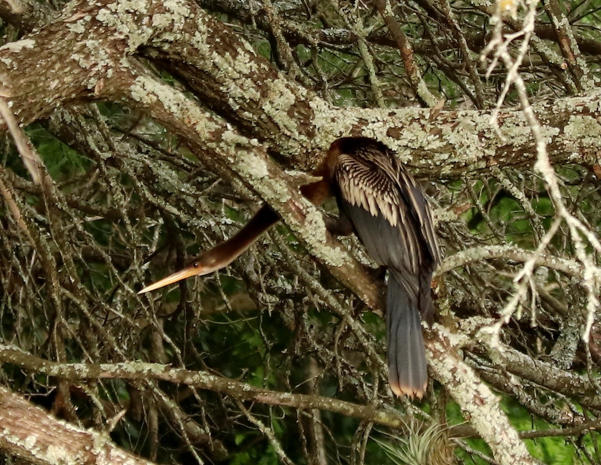 Anhinga - ML611658698