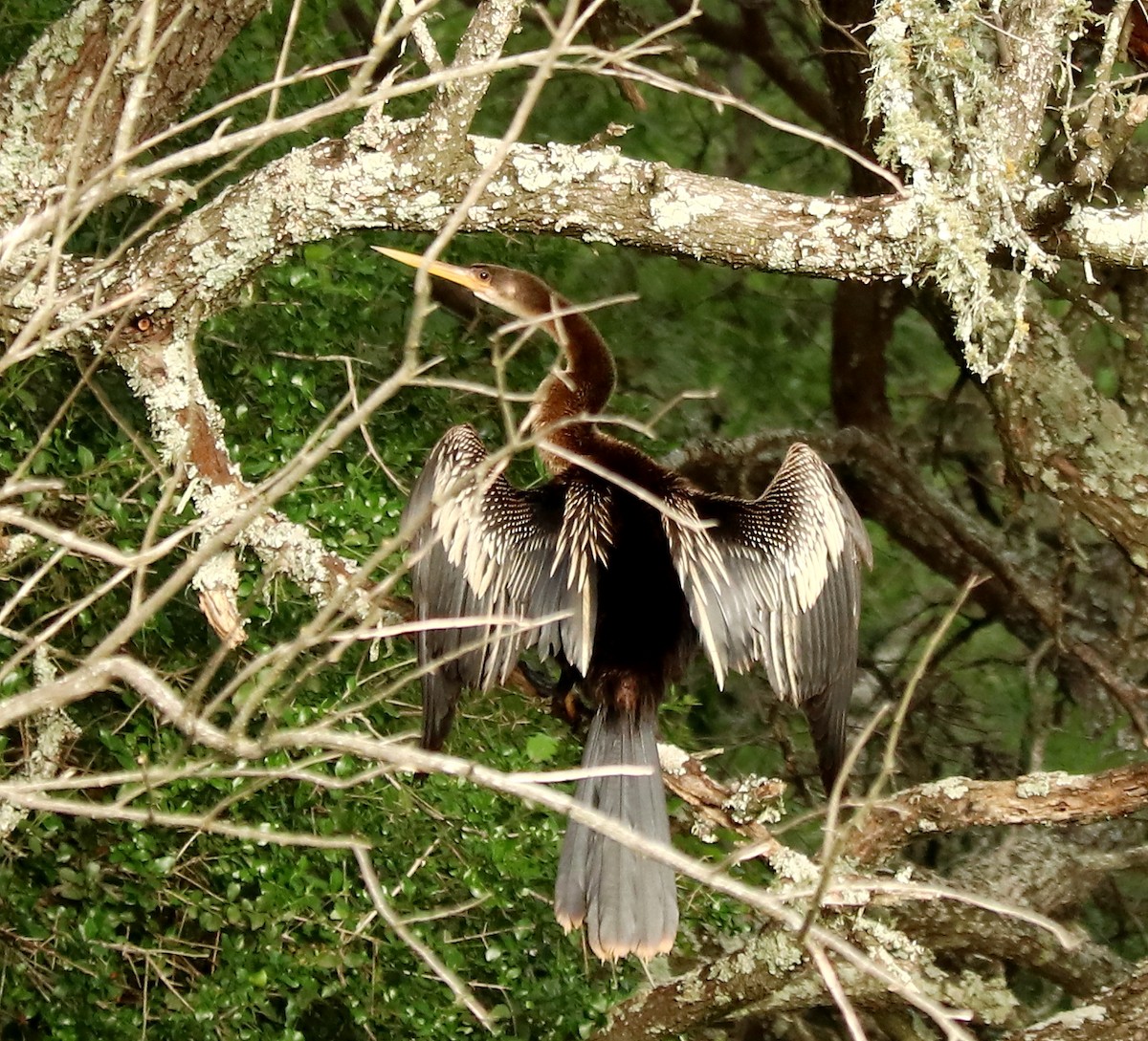 Anhinga - ML611658717