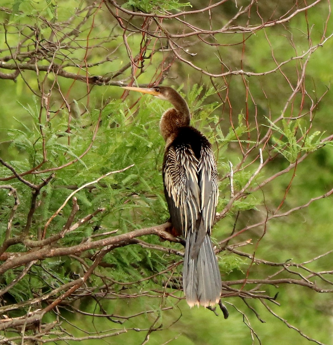 Anhinga - ML611658719