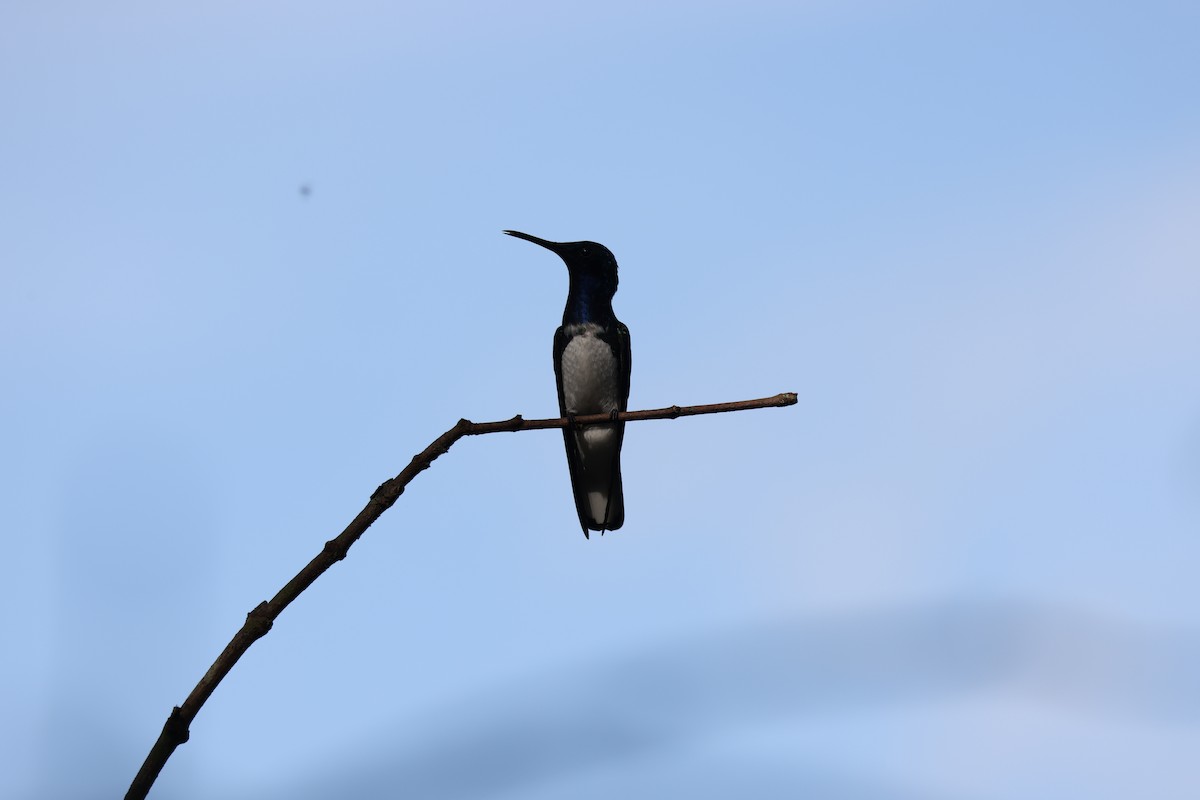 White-necked Jacobin - Andrew Farnsworth