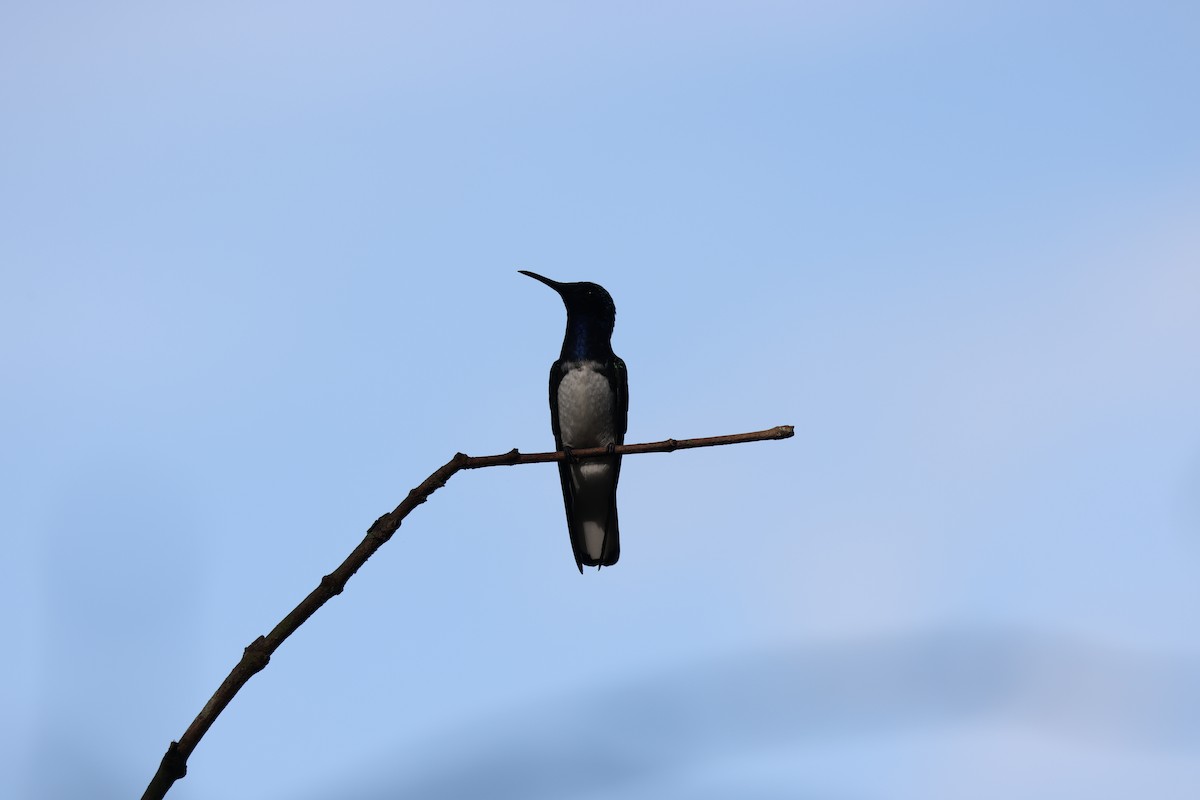 White-necked Jacobin - ML611658751