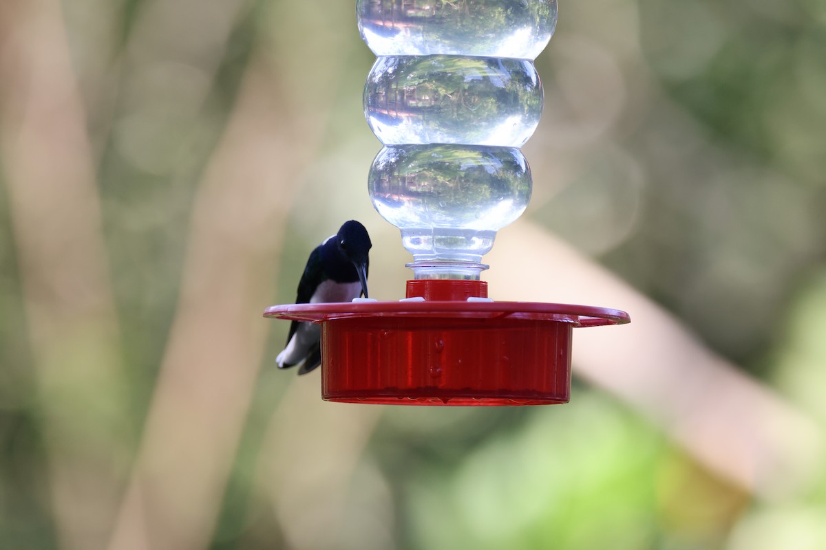 White-necked Jacobin - ML611658754