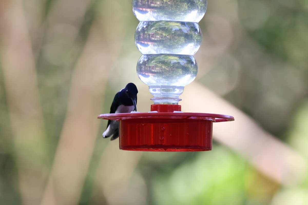 White-necked Jacobin - ML611658755