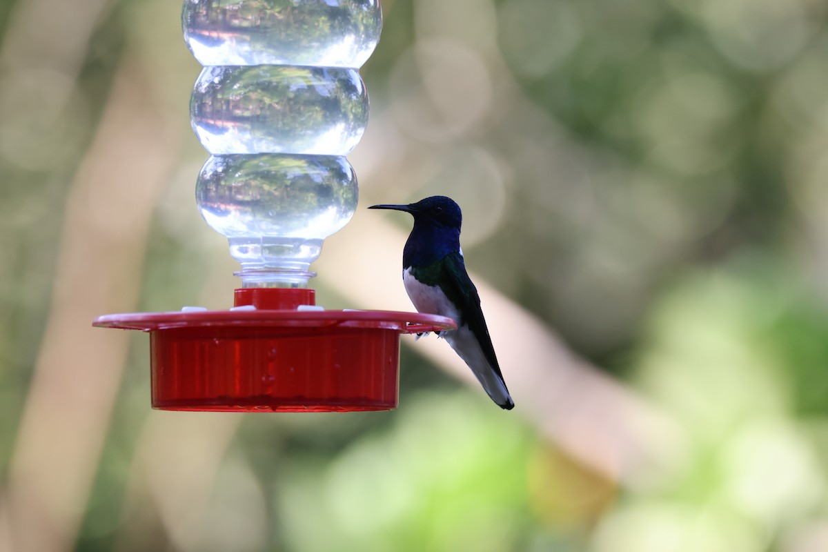 White-necked Jacobin - ML611658756