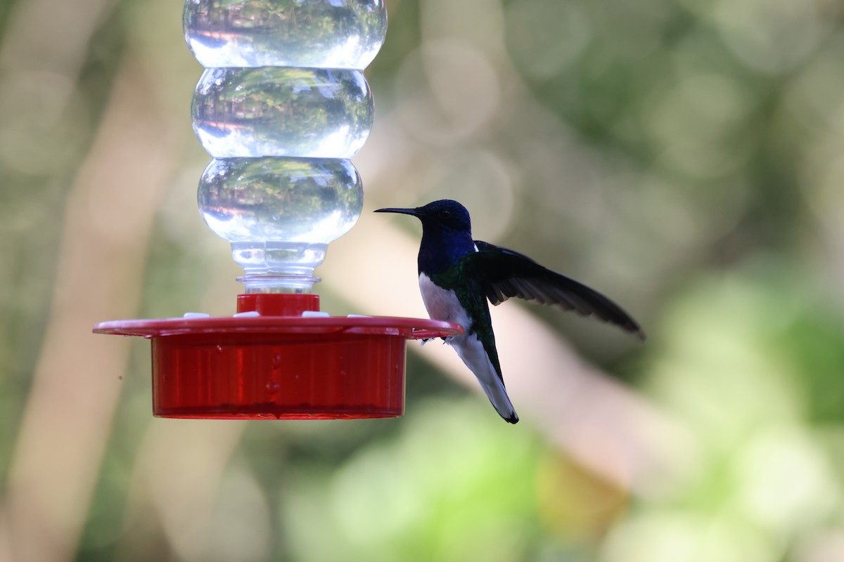 White-necked Jacobin - ML611658757