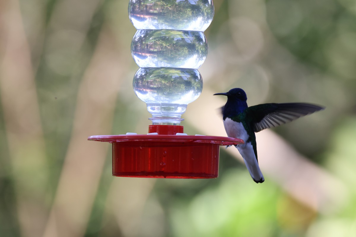 White-necked Jacobin - ML611658758