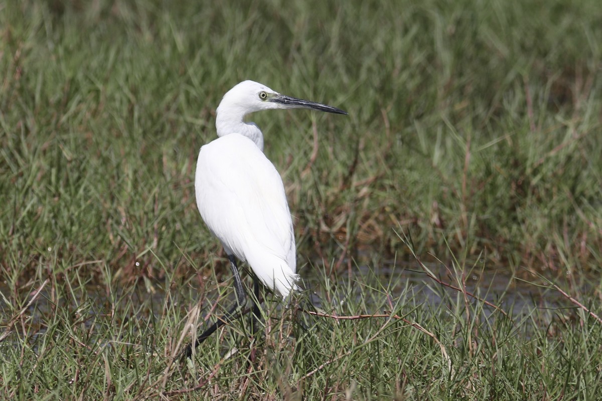 Western Reef-Heron - ML611658802