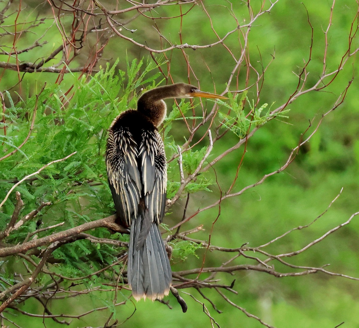 Anhinga - ML611658812