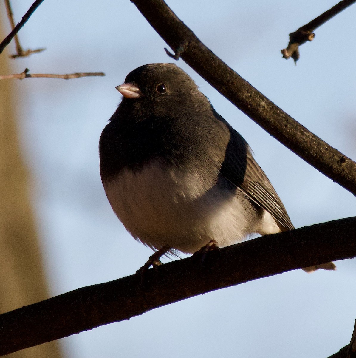 Junco ardoisé - ML611658830