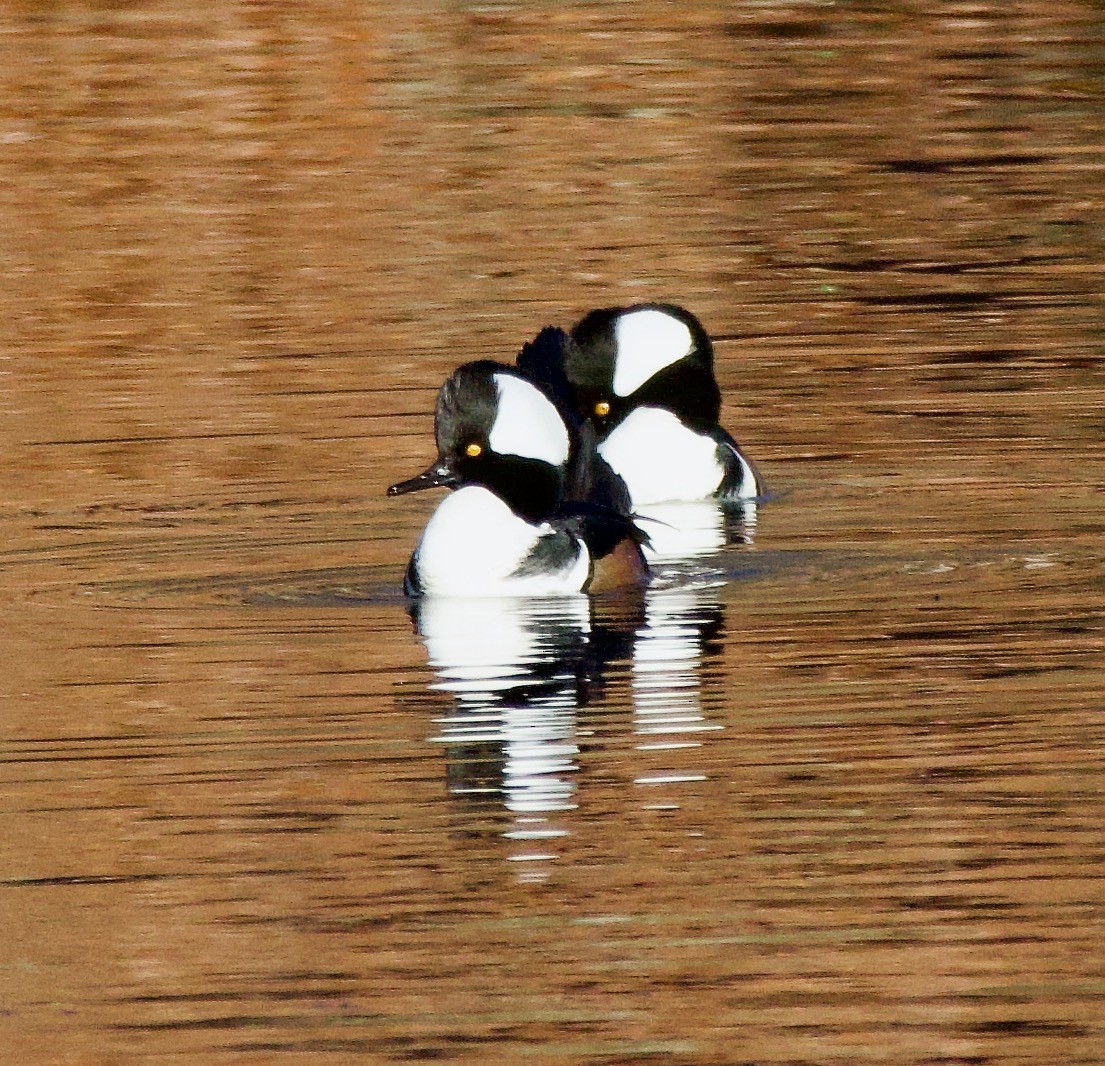 Hooded Merganser - ML611658835