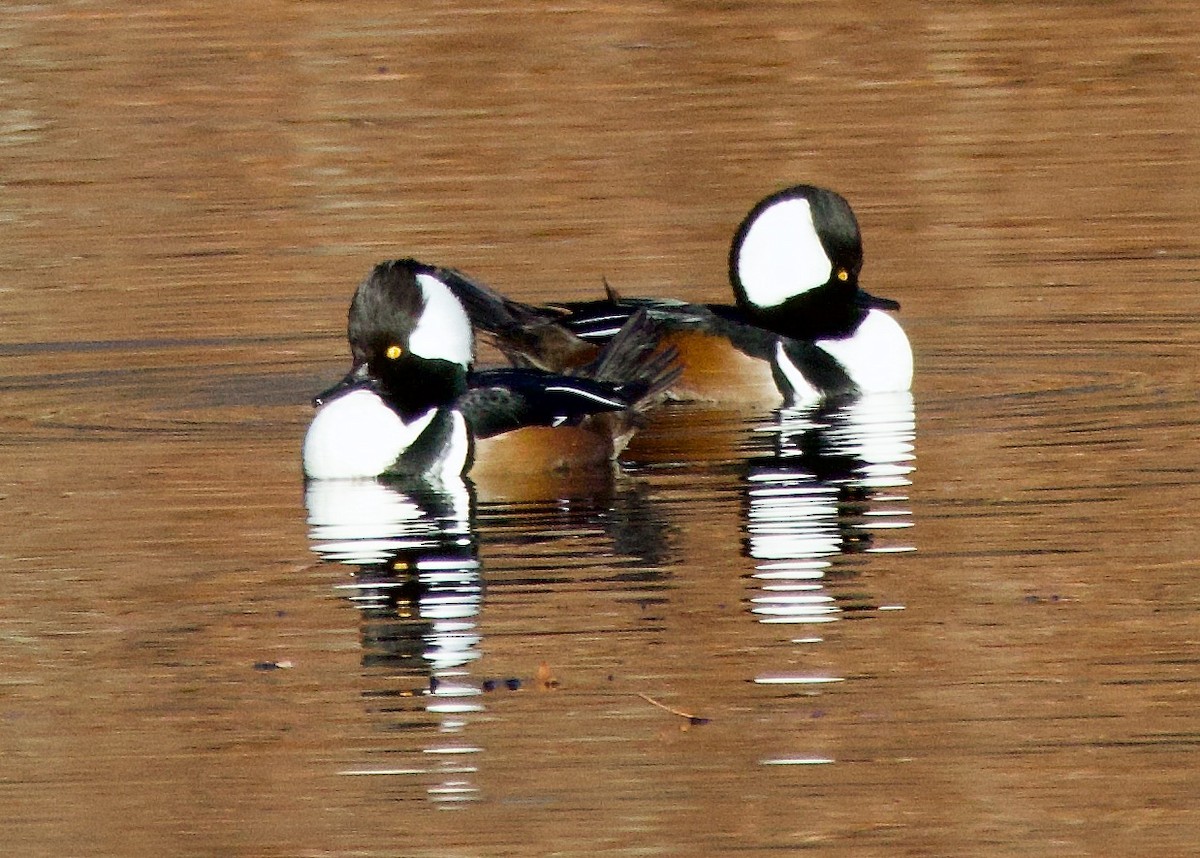 Hooded Merganser - ML611658836