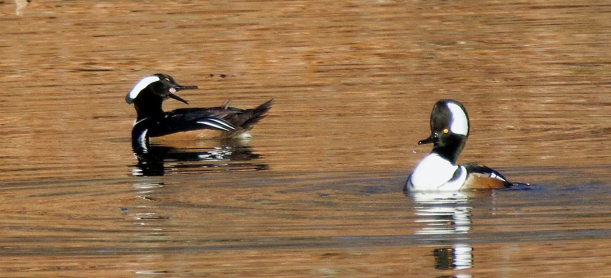 Hooded Merganser - ML611658840