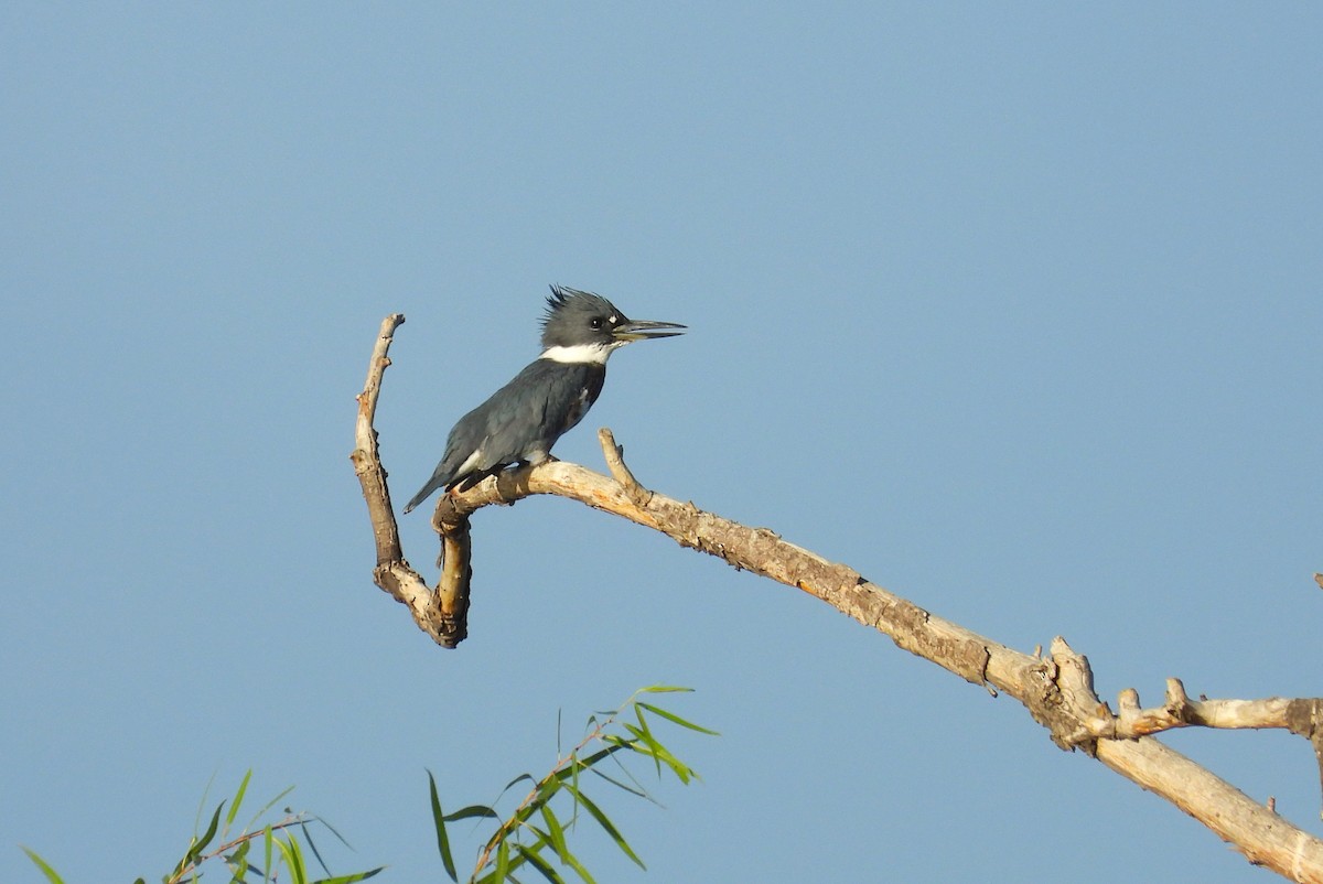 Belted Kingfisher - ML611658928