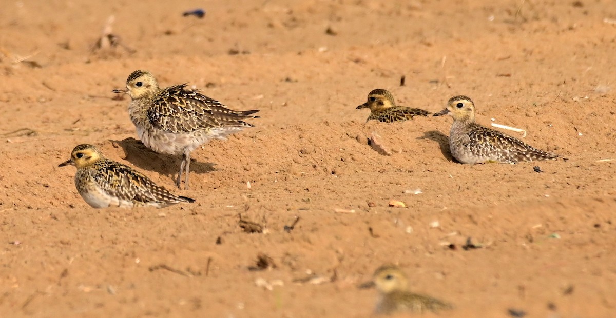 Pacific Golden-Plover - DEBASISH CHATTEERJEE