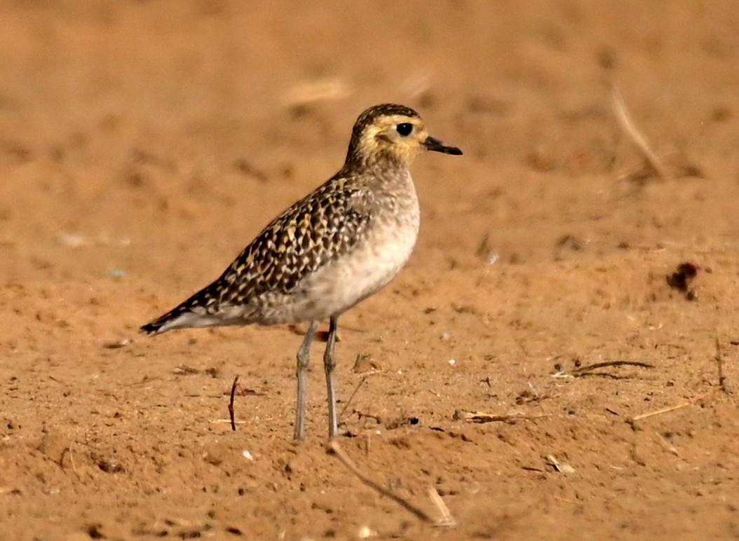 Pacific Golden-Plover - DEBASISH CHATTEERJEE