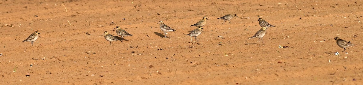 Pacific Golden-Plover - ML611658961