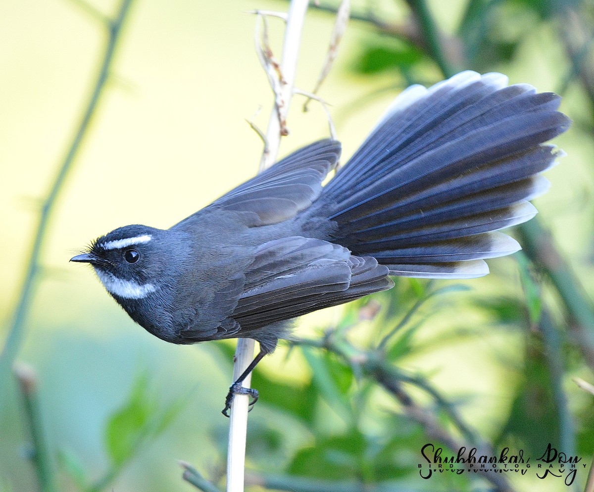 White-throated Fantail - Shubhankar Roy