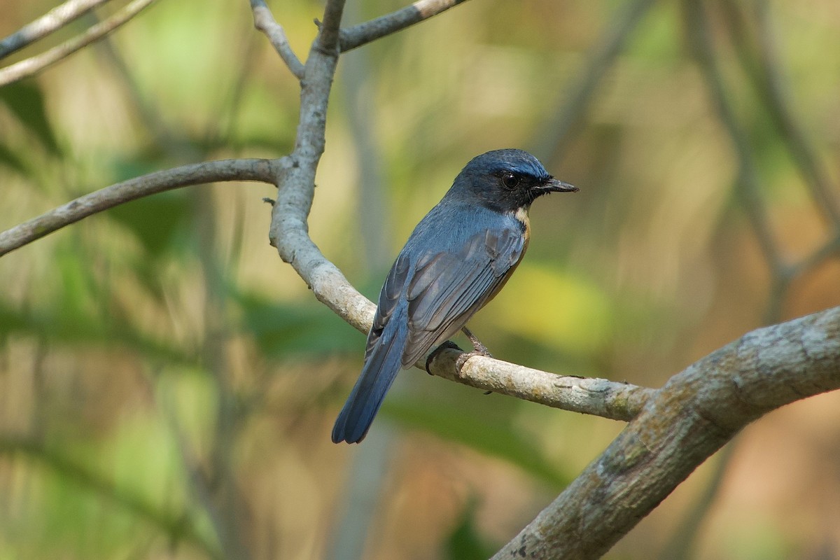 Sulawesi Blue Flycatcher (Tanahjampea) - ML611659041