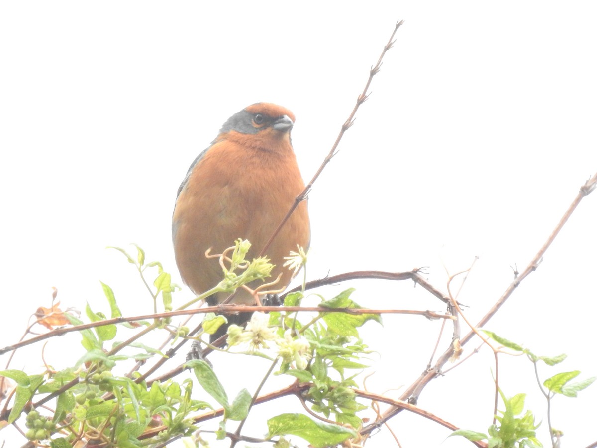 Cochabamba Mountain Finch - Juan Carlos🦉 Crespo