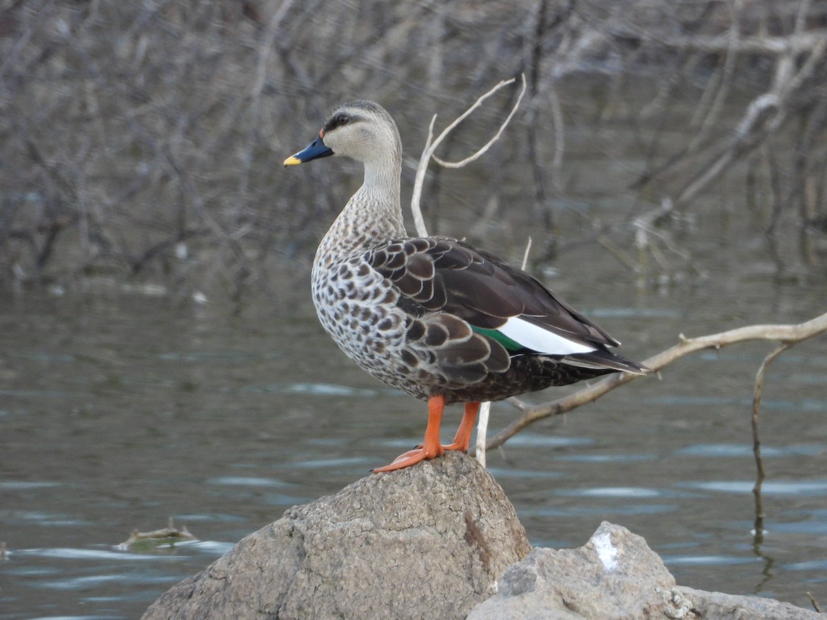 Indian Spot-billed Duck - ML611659163