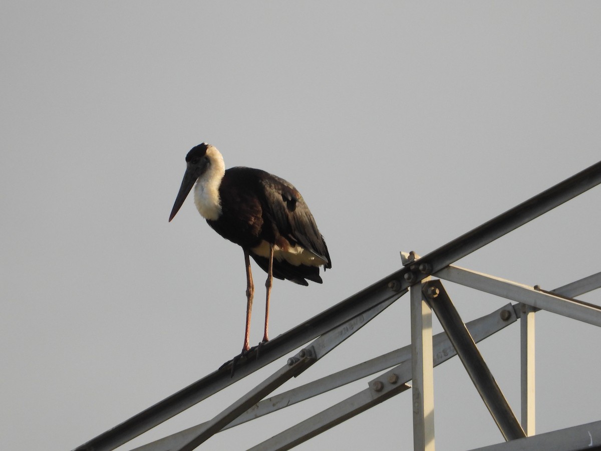 Asian Woolly-necked Stork - ML611659184