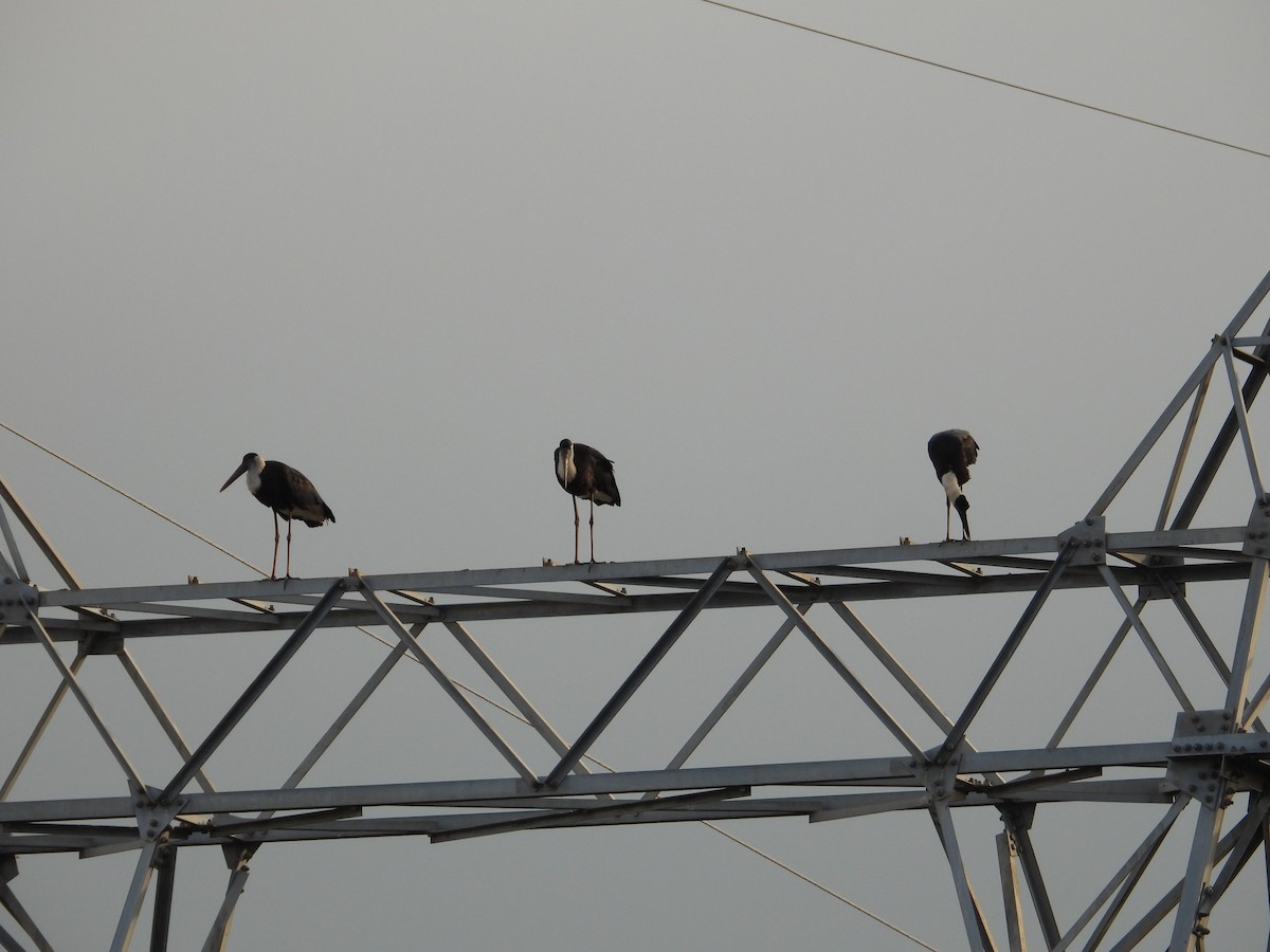 Asian Woolly-necked Stork - ML611659185