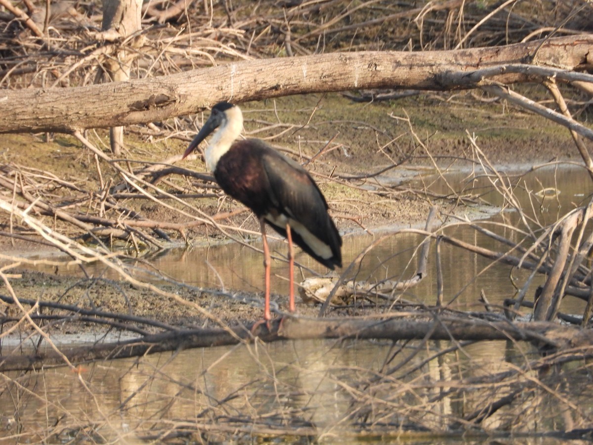 Asian Woolly-necked Stork - ML611659188